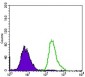 P2RY13 Antibody