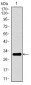 P2RY13 Antibody