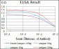 MAPK14 Antibody