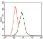 MAPK14 Antibody