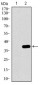 MAPK14 Antibody