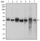 MAPK14 Antibody