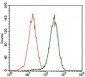 GATA6 Antibody