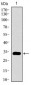 GATA6 Antibody