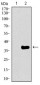 GATA6 Antibody