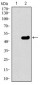 TUBB2A Antibody