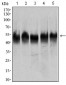 TUBB2A Antibody