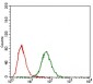 FGF4 Antibody