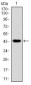 Ring1 Antibody