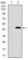 Ring1 Antibody