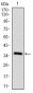 CD7 Antibody