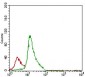 CD7 Antibody