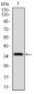 CD7 Antibody