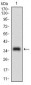 MCAM Antibody