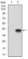 MCAM Antibody