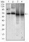 MCAM Antibody