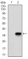 TWIST1 Antibody