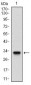 FLT3 Antibody