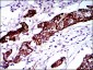 BRCA1 Antibody