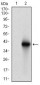 BRCA1 Antibody