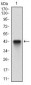 CFLAR Antibody