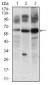 CFLAR Antibody