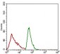 ALCAM Antibody