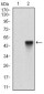 ALCAM Antibody