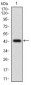 CFLAR Antibody