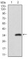 CD24 Antibody