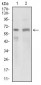 GPNMB Antibody