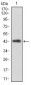 CLGN Antibody