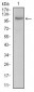 CLGN Antibody