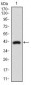 DNM1L Antibody