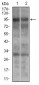 DNM1L Antibody