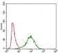 ABCC4 Antibody