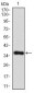 IL3RA Antibody