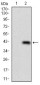 PLAGL1 Antibody