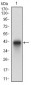 PLAGL1 Antibody