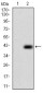 PLAGL1 Antibody