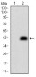 CD74 Antibody