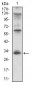 CD74 Antibody