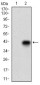 CD74 Antibody