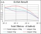 CDX1 Antibody