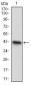 CDX1 Antibody