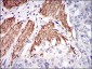 NPC1 Antibody