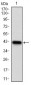 NPC1 Antibody