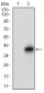 DCN Antibody