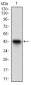 DNMT1 Antibody