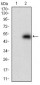 DNMT1 Antibody